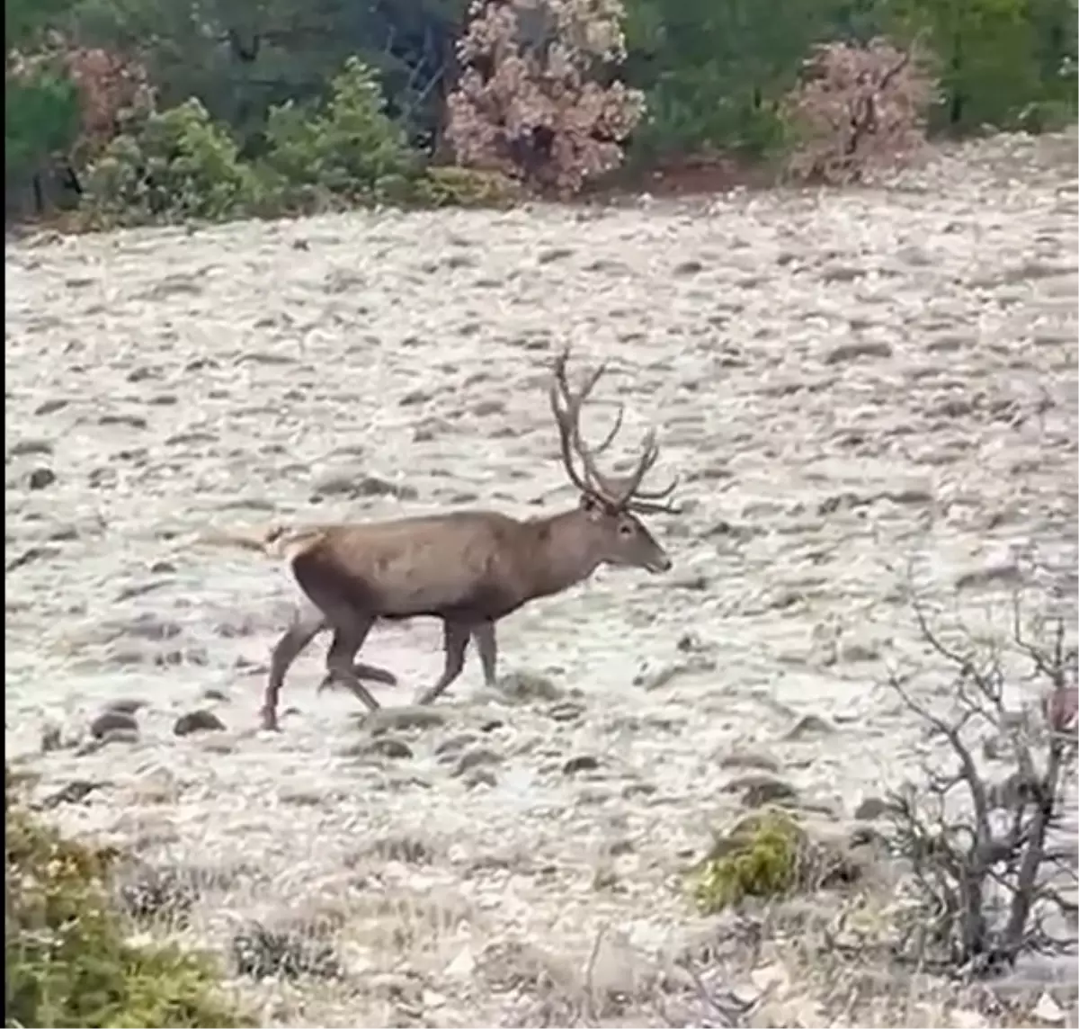 Bolu Yollarında Kızılgeyik Sürüsü Görüldü
