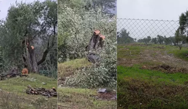 Milas'ta kesilen zeytin ağaçları