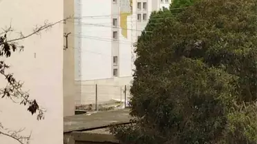 Fırtına sonucu devrilen ağaçlar