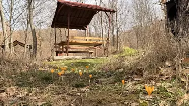 Yeşil Göl çevresindeki çiğdem ve menekşe çiçekleri