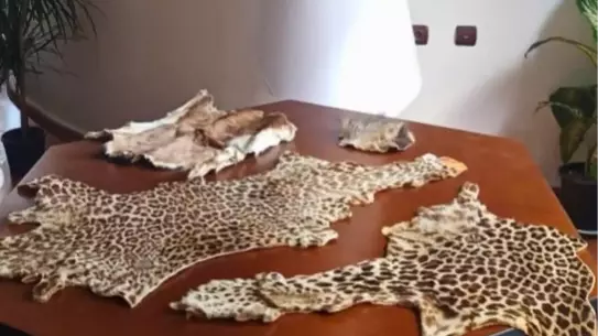 Çukurova Havalimanı’nda Kaçak Yaban Hayvanı Ürünlerine El Konuldu