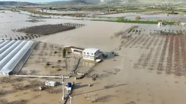 Tahliye edilen tavuklar