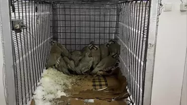 Kınalı keklik fotoğrafı