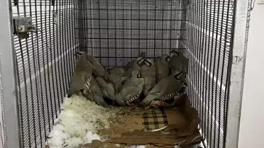 Kaçak keklik avı sahası