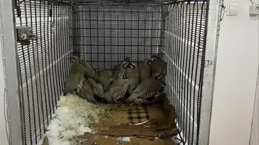 Jandarma ekipleri kaçak avı durdurdu