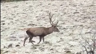 Kızılgeyik sürüsü yol kenarında