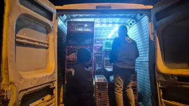 Sevkiyat sırasında ele geçirilen kanatlı hayvanlar