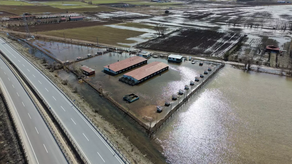 Sivas Kangal Çiftliğinde Sel Felaketi: Köpekler Güvenli Bölgeye Taşındı