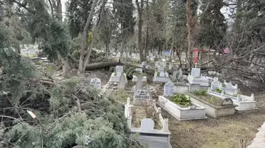 Alaçam mezarlığında fırtına sonrası yıkılan ağaçların görüntüsü