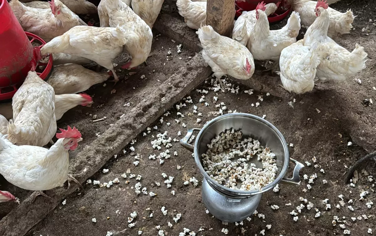 Kışın Mısır Patlatma Tekniğiyle Tavuk Stresini Azaltan Çiftçi