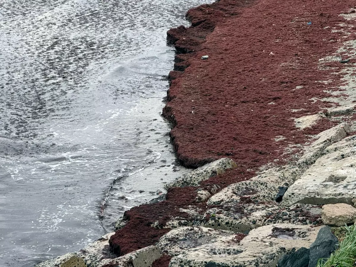 Tekirdağ Sahillerinde Kırmızı Yosun Patlaması: Poyrazın Getirdiği Çevre Sorunu