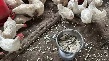 Mısır patlatma yöntemiyle beslenen tavuklar