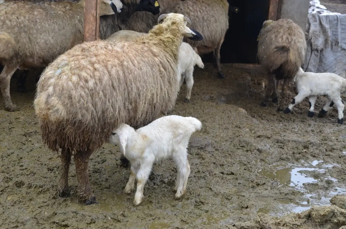 Muş'ta Küçükbaş Hayvancılıkta Kuzu ve Oğlak Doğumları Hız Kazandı