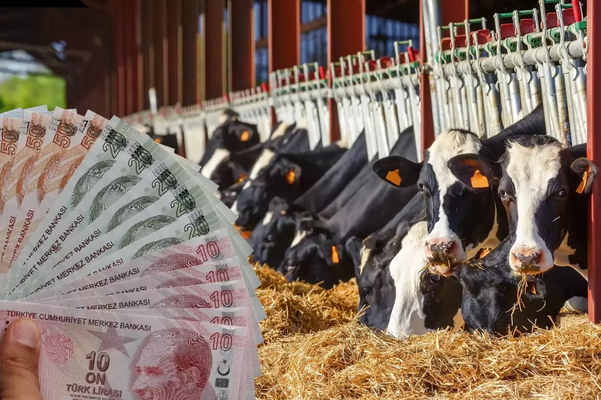 2025 TÜİK Verilerine Göre Türkiye’nin En Çok Büyükbaş Hayvan Barındıran İlleri