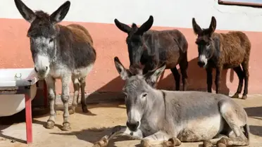 Türkiye'de Tek Tırnaklı Hayvan Popülasyonunda Çarpıcı Azalma