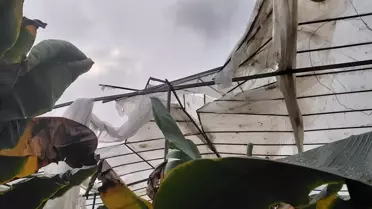 Mersin'de hortum sonrası hasar gören seralar