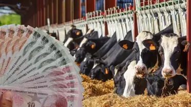 Türkiye büyükbaş hayvan dağılım haritası