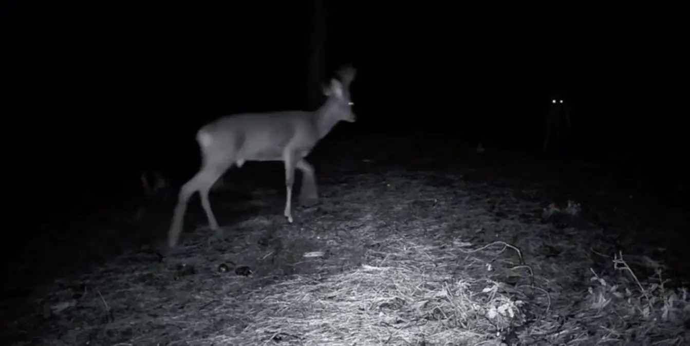Tekirdağ'da Ganos Dağı'nda Kamera Tuzağıyla Kayıt Altına Alınan Yaban Hayatı