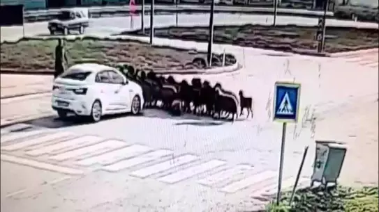 Hatay’da Kavşakta Koyun Sürüsüne Çarpan Araç 5 Hayvanı Yaraladı