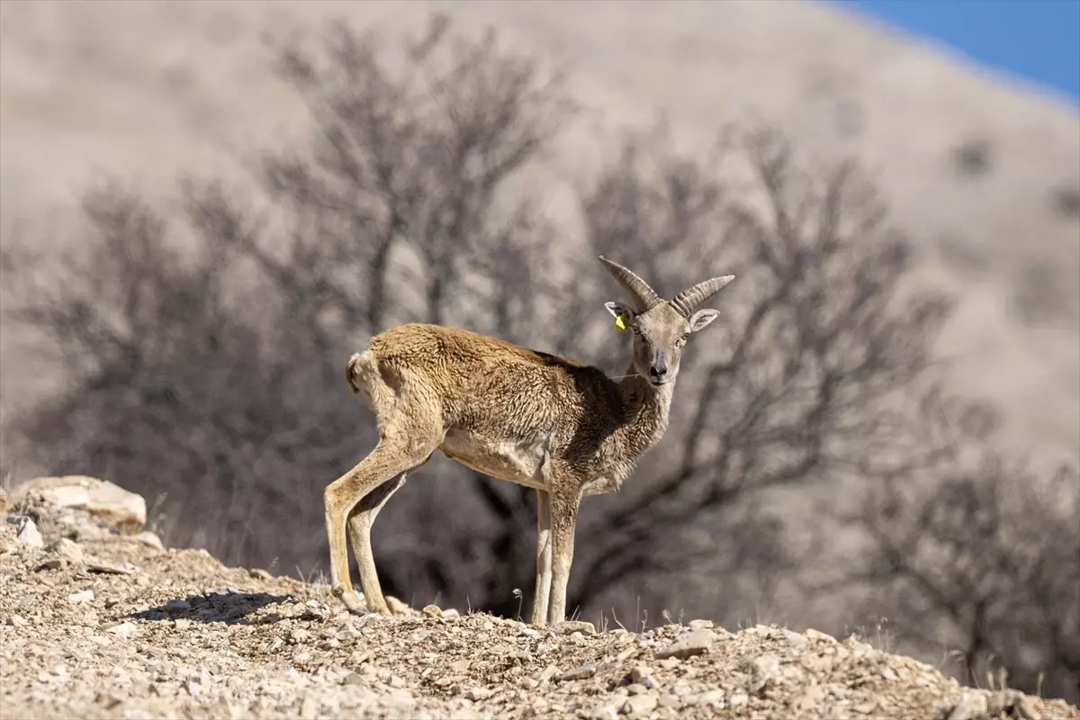 Anadolu yaban koyunları koruma çalışması kapak görseli