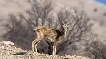 Anadolu Yaban Koyunları Nüfusu 770'e Ulaştı: Koruma Çabaları ve Genetik Miras