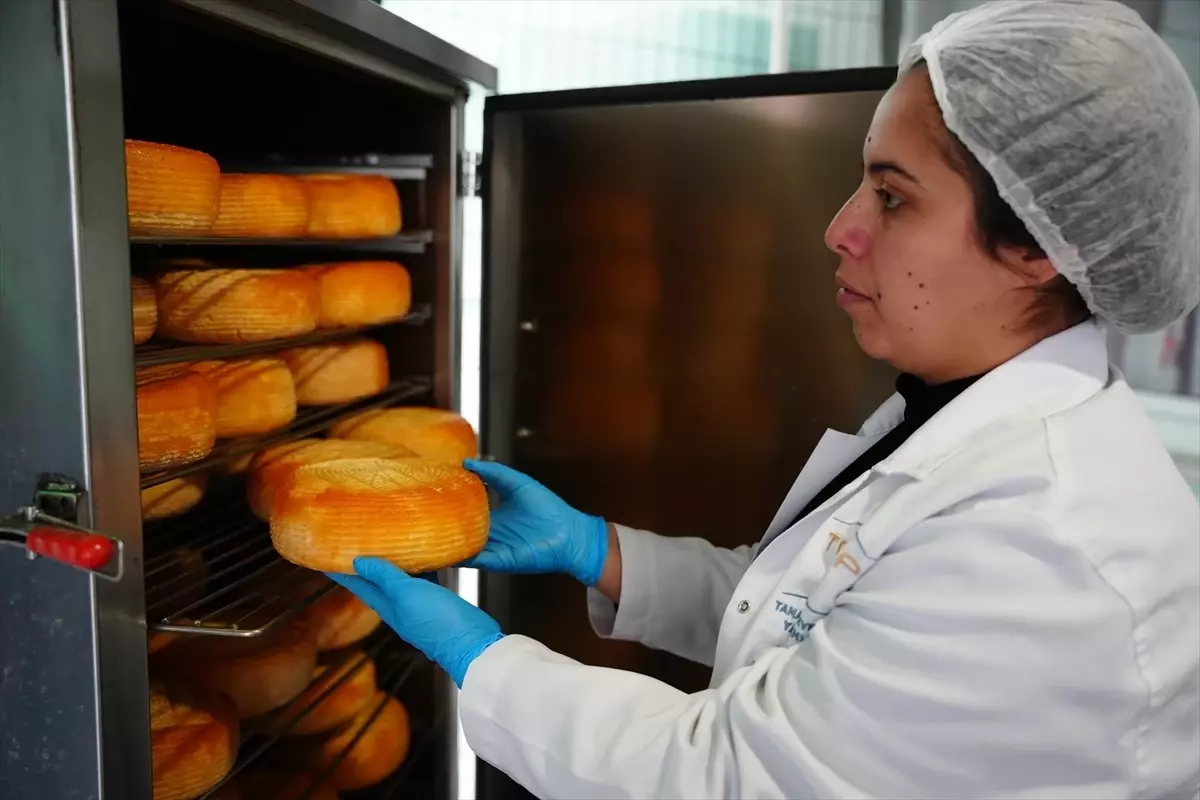 Biga Kadın Kooperatifi peynir üretimi