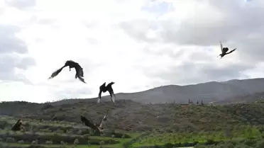 Hatay’da Tedavi Edilen 7 Kuş Doğaya Serbest Bırakıldı