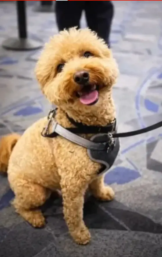 Terminalde bırakılan köpek