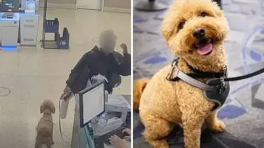 Uçak Binişi Red Edilen Yolcunun Köpeği Havalimanında Bırakıldı, Tutuklandı